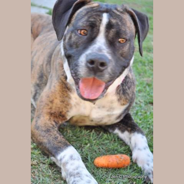 Photo of Stella ** A Quiet Gentle Girl **