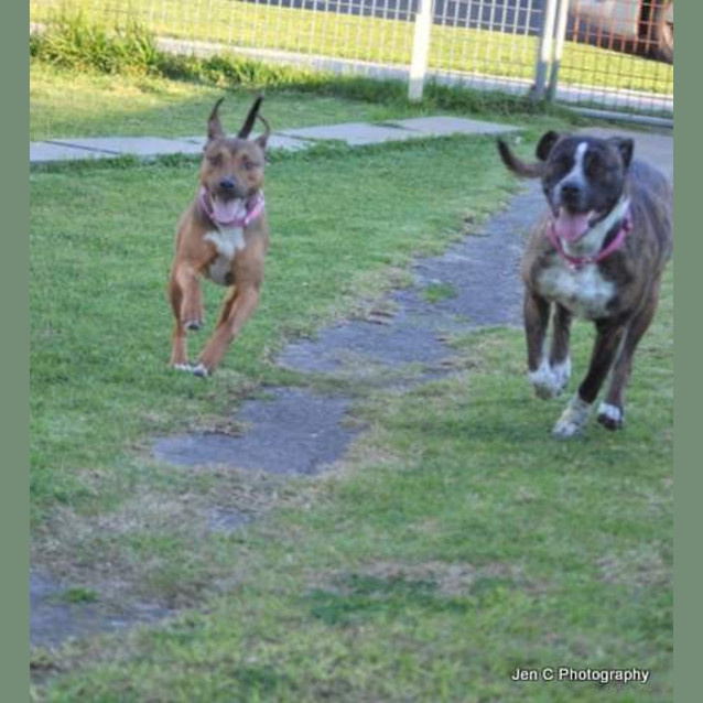 Photo of Stella ** A Quiet Gentle Girl **