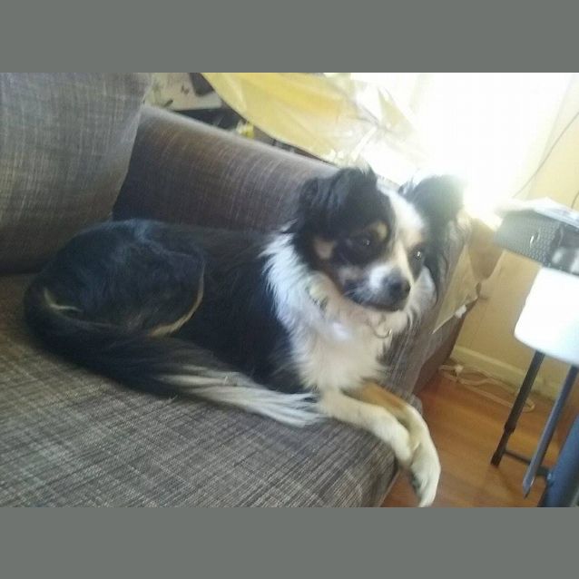 Photo of Max ** A Lap Dog **