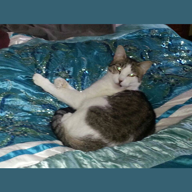 Photo of Ollie@The Pet House