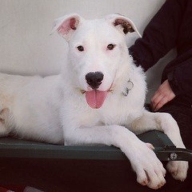 Photo of Rocky