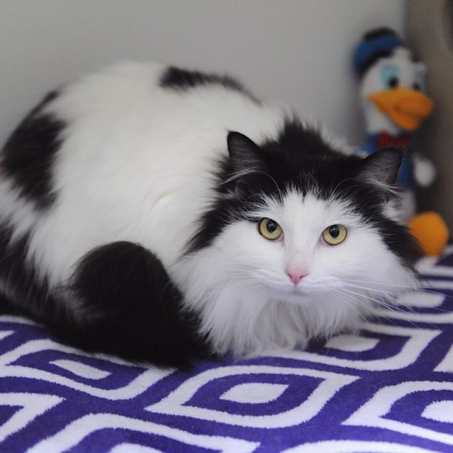 Photo of Suki