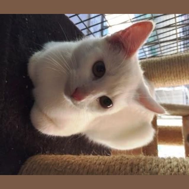 Photo of Impy