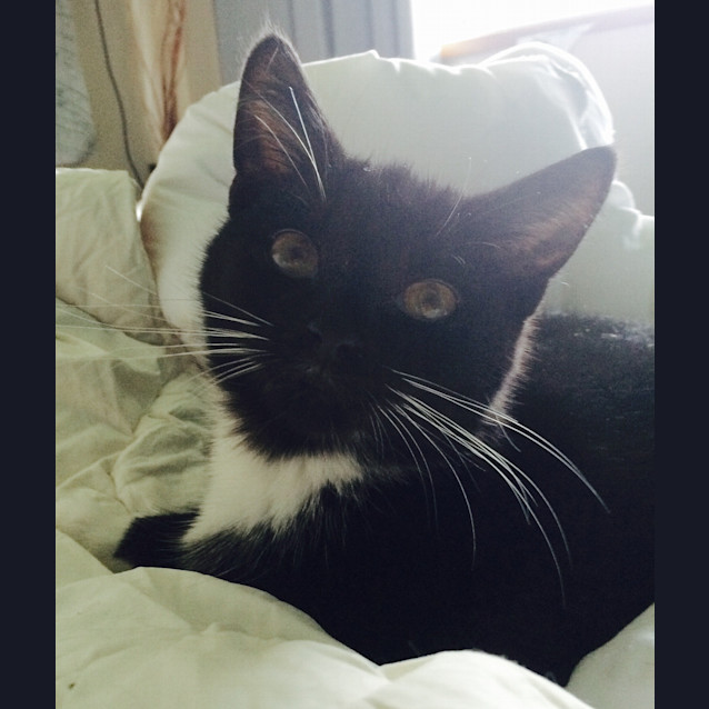 Photo of Kitty Paws Reduced To $80