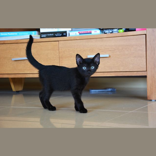 Photo of Batman (Bec44289) 