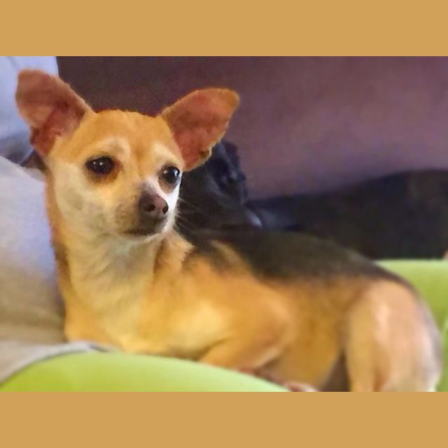 Photo of Pebbles