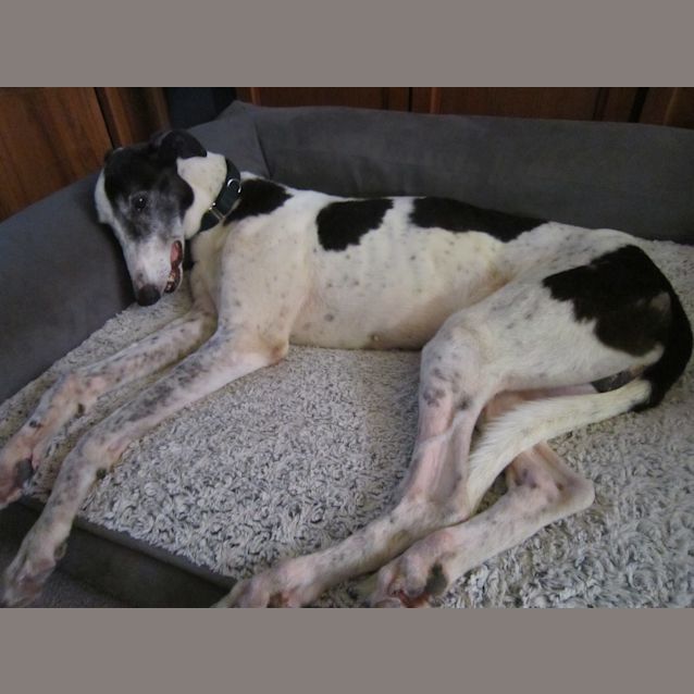 Photo of Fergus
