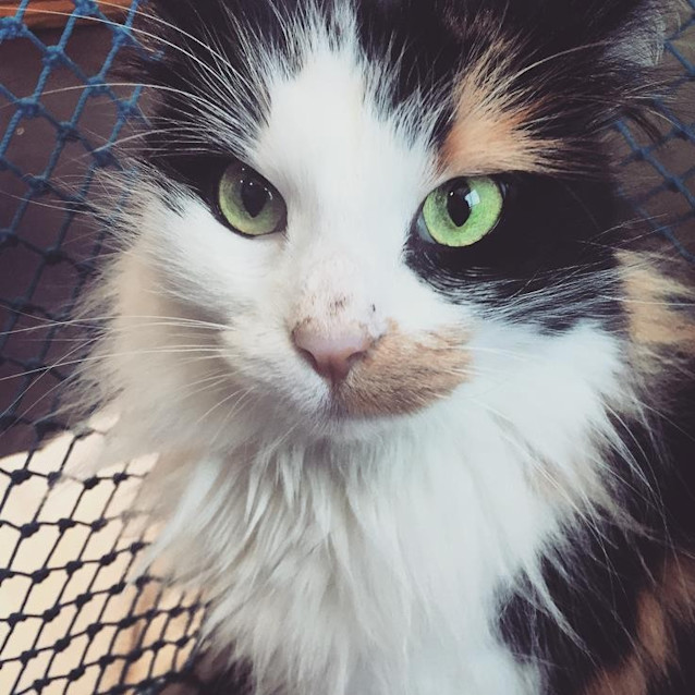 Photo of Ginger