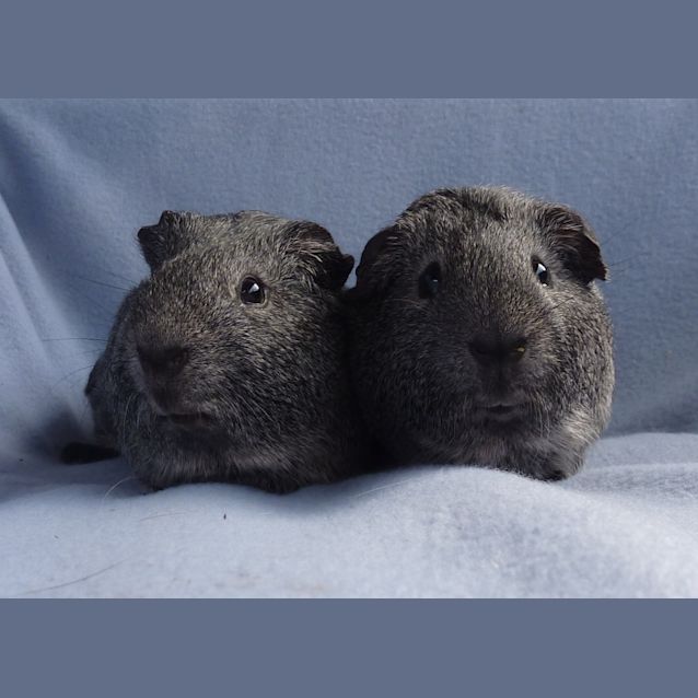Photo of Mr Slate And Mudlow