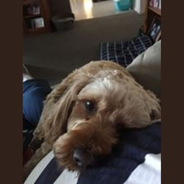 Photo of Rosie (On Trial) 