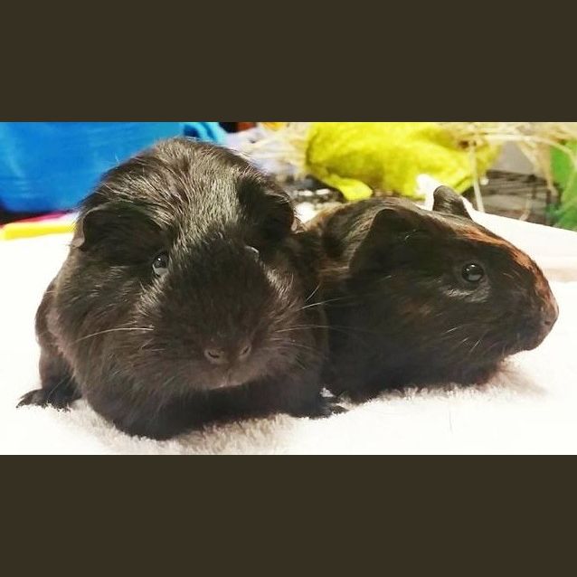 Photo of Athena And Xena