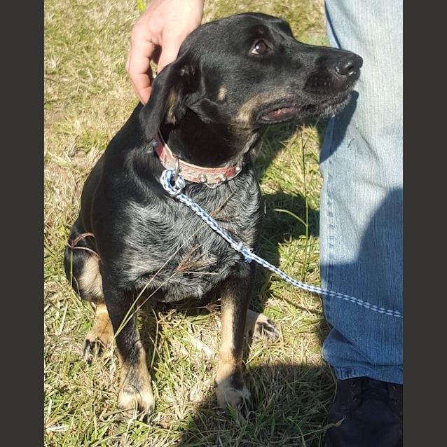 Photo of Ollie (Adoption Pending)