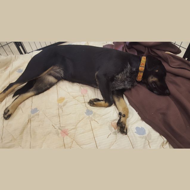 Photo of Ollie (Adoption Pending)