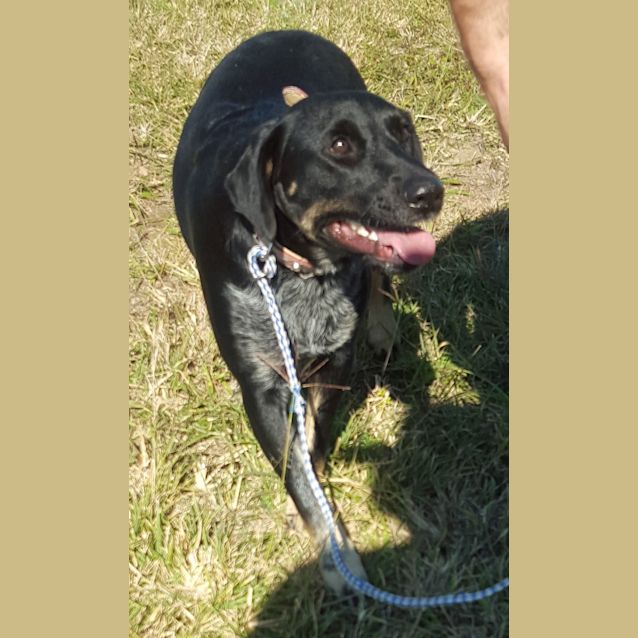 Photo of Ollie (Adoption Pending)