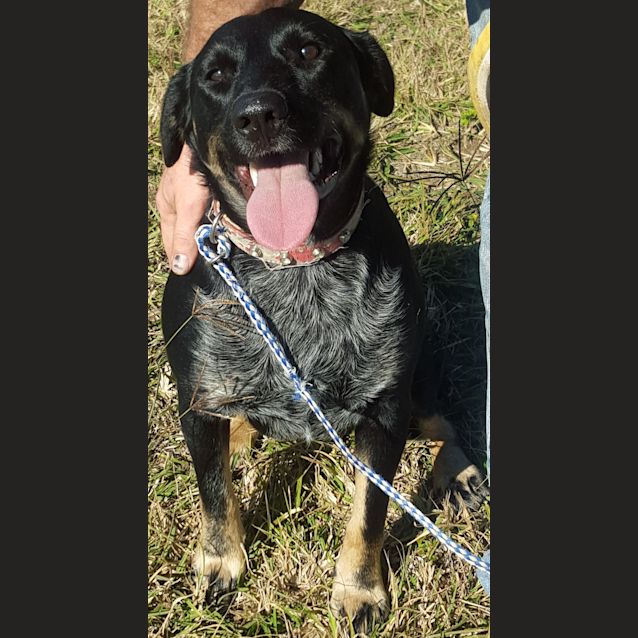 Photo of Ollie (Adoption Pending)