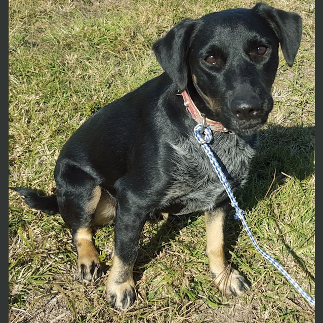 Photo of Ollie (Adoption Pending)