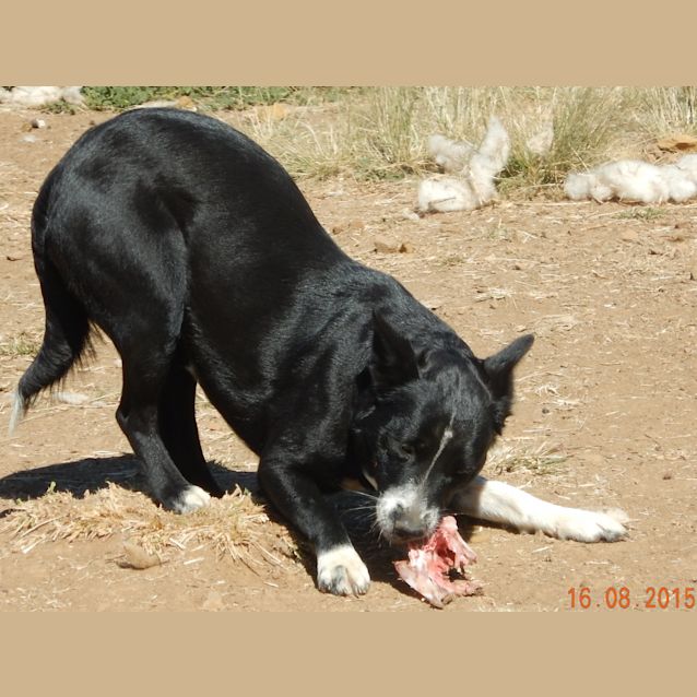 Photo of Rosie (At Rspca Big Adopt Day Sept 19 Brisbane)