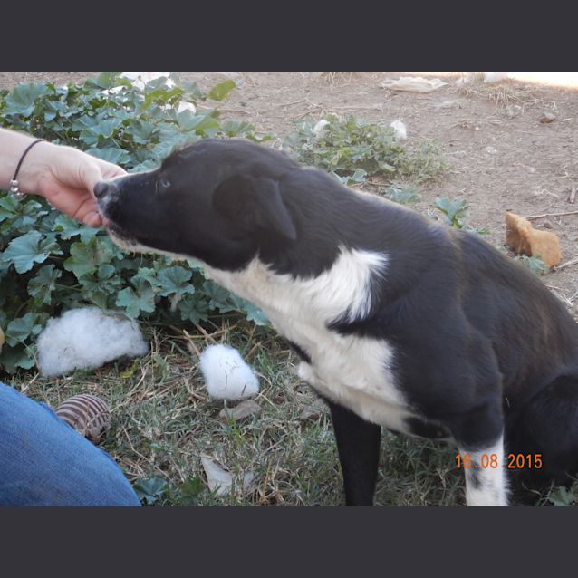 Photo of Rosie (At Rspca Big Adopt Day Sept 19 Brisbane)