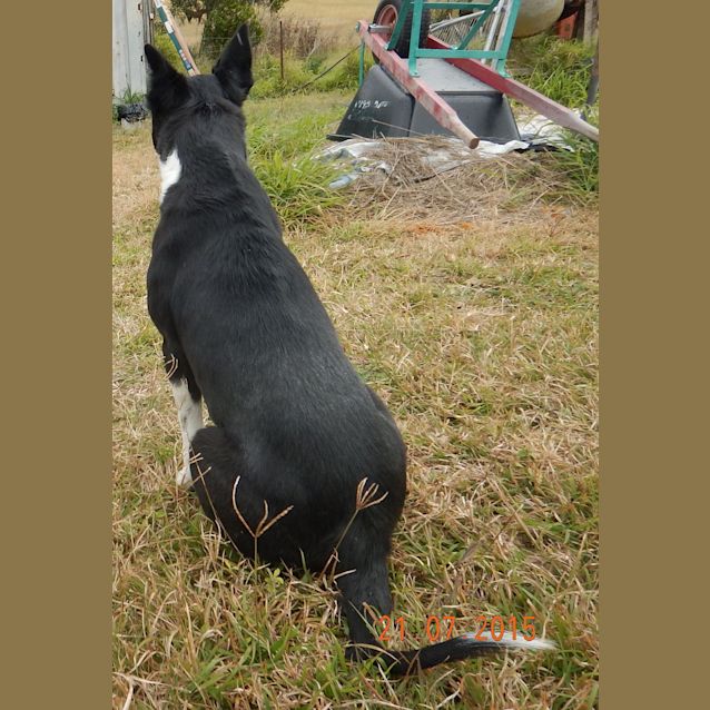 Photo of Rosie (At Rspca Big Adopt Day Sept 19 Brisbane)