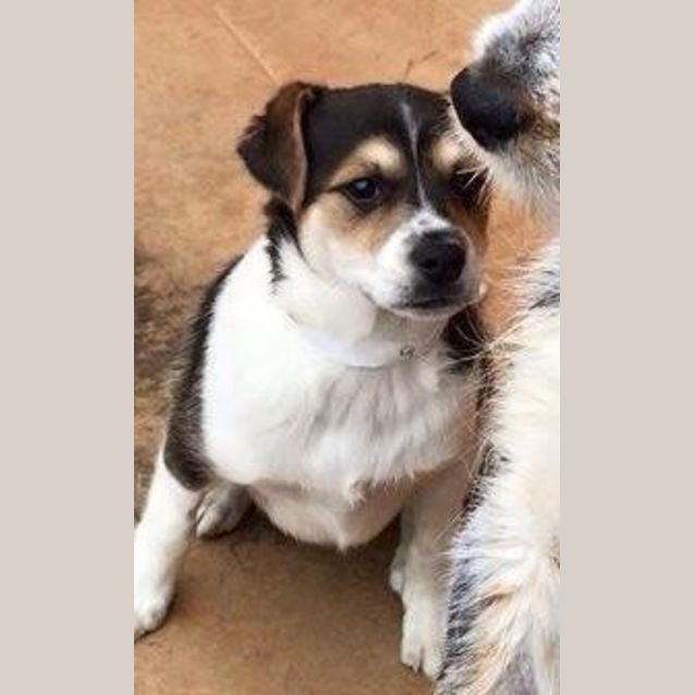 Photo of Milo