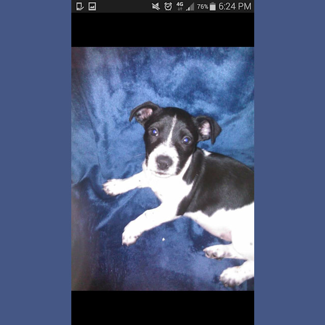 Photo of Baxter