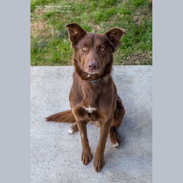 Photo of Rusty