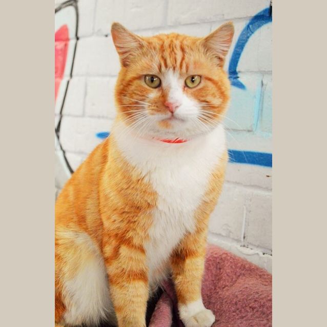 Photo of Leo