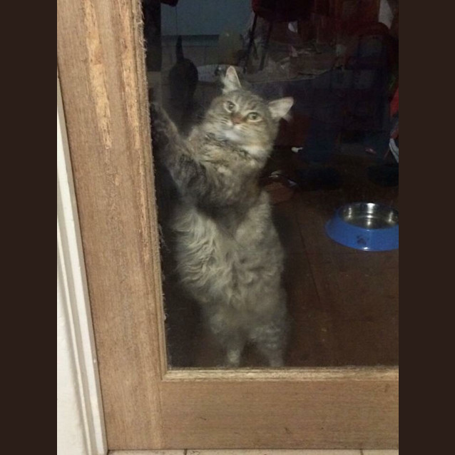 Photo of Scrawny