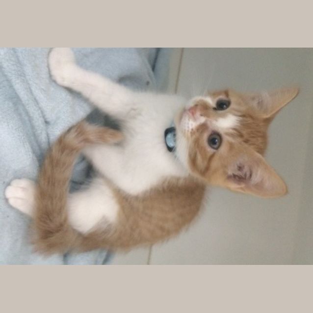 Photo of Cashew