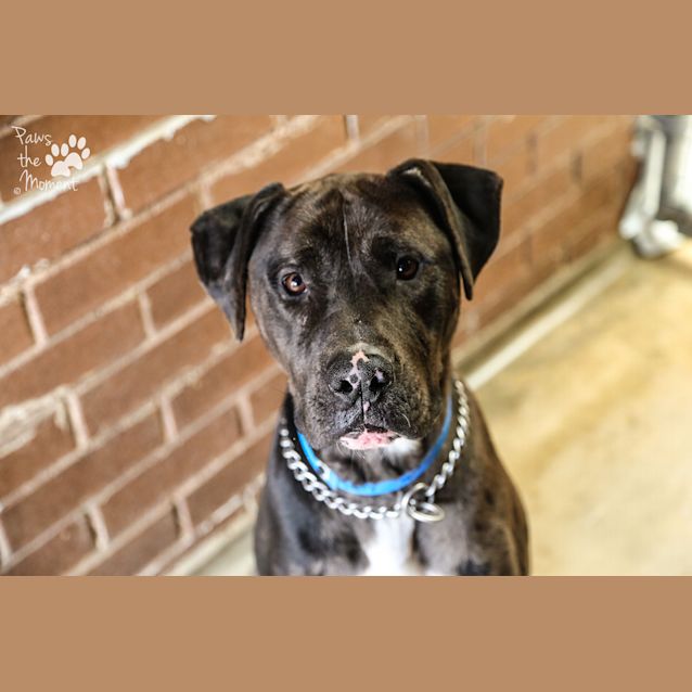 Photo of Rocco (2817)