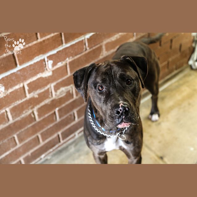 Photo of Rocco (2817)