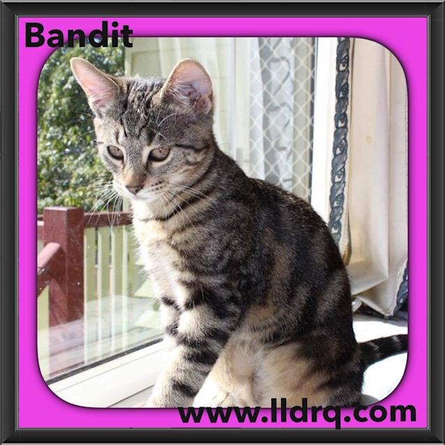 Photo of Bandit 
