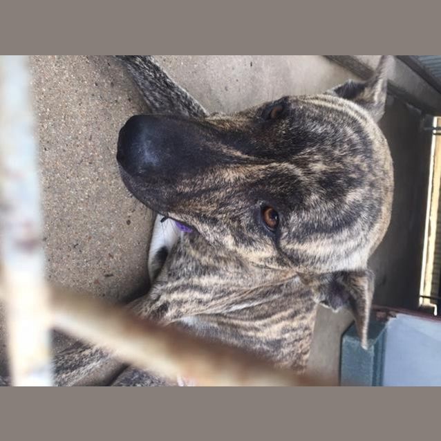 Photo of Kujo