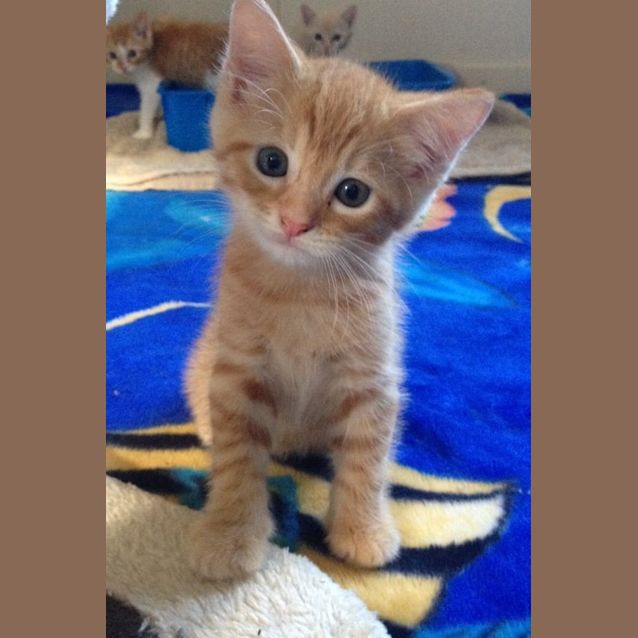 Photo of Almond