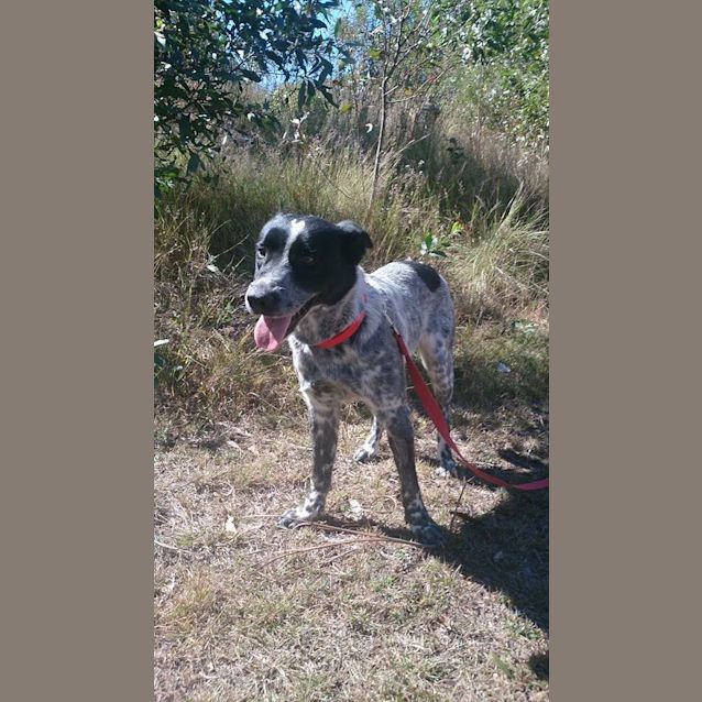 Photo of Drover (Adoption Pending)