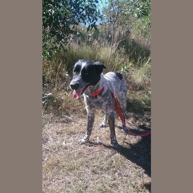 Photo of Drover (Adoption Pending)