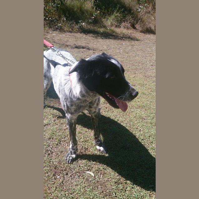 Photo of Drover (Adoption Pending)