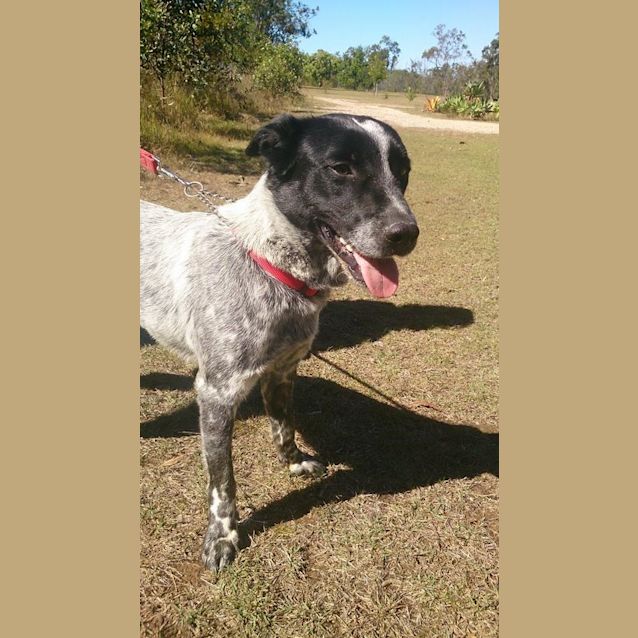 Photo of Drover (Adoption Pending)