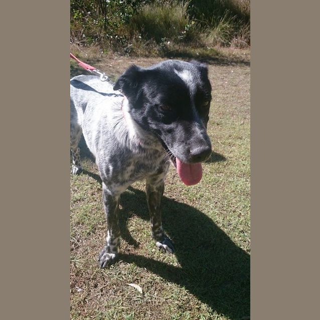 Photo of Drover (Adoption Pending)