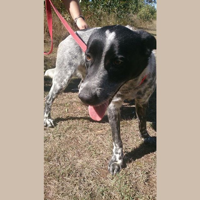 Photo of Drover (Adoption Pending)