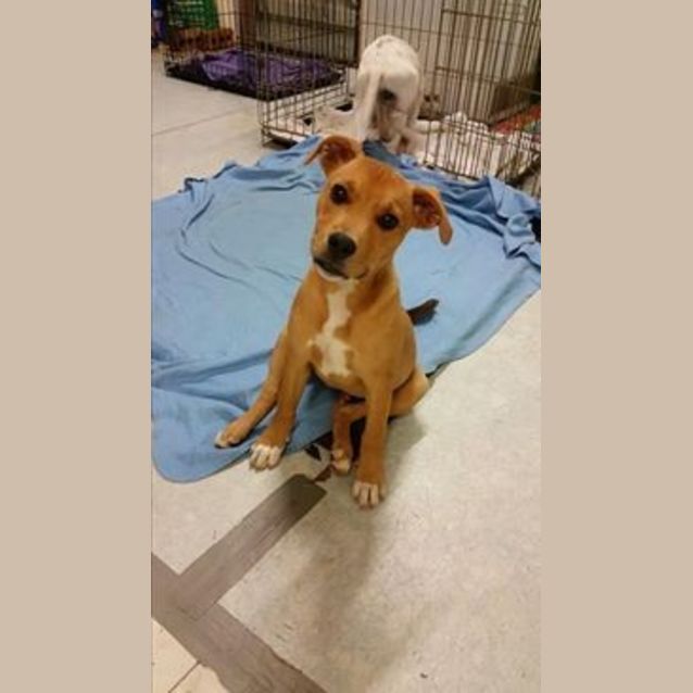 Photo of Sheriff (At Rspca Big Adopt Day Sept 19 Brisbane)