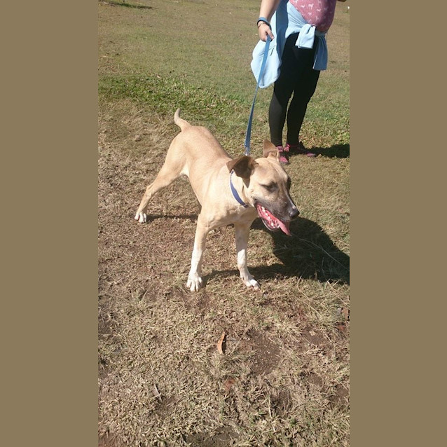 Photo of Reubin (Adoption Pending)