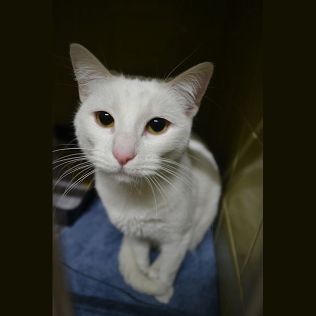 Photo of Izzy The White Cat