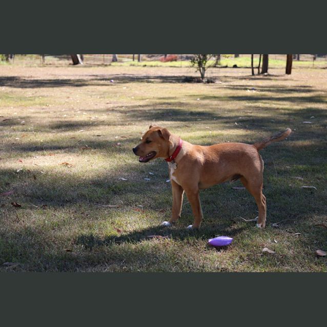 Photo of Sheriff (At Rspca Big Adopt Day Sept 19 Brisbane)