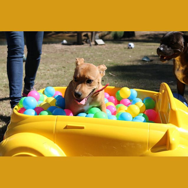 Photo of Sheriff (At Rspca Big Adopt Day Sept 19 Brisbane)