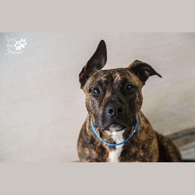 Photo of Jackson ** Such A Good Boy **