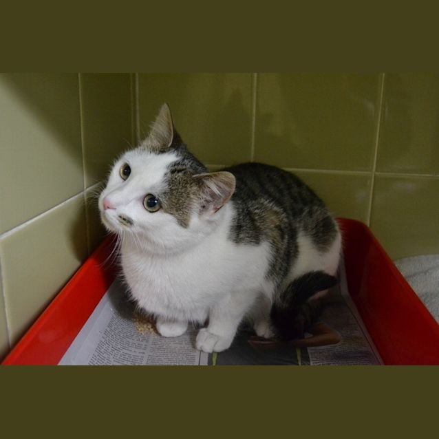 Photo of Miles   Help Him To Freedom From The Pound