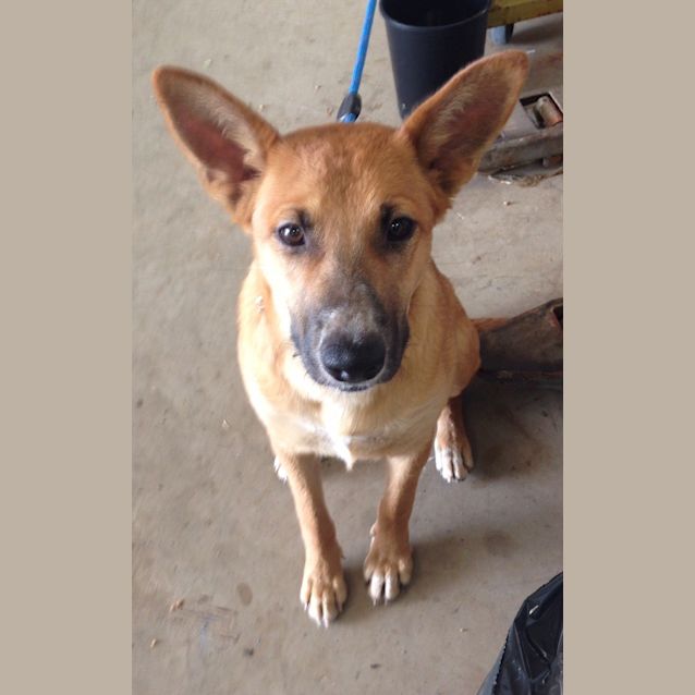 Photo of Koda (At Rspca Big Adopt Day Sept 19 Brisbane)
