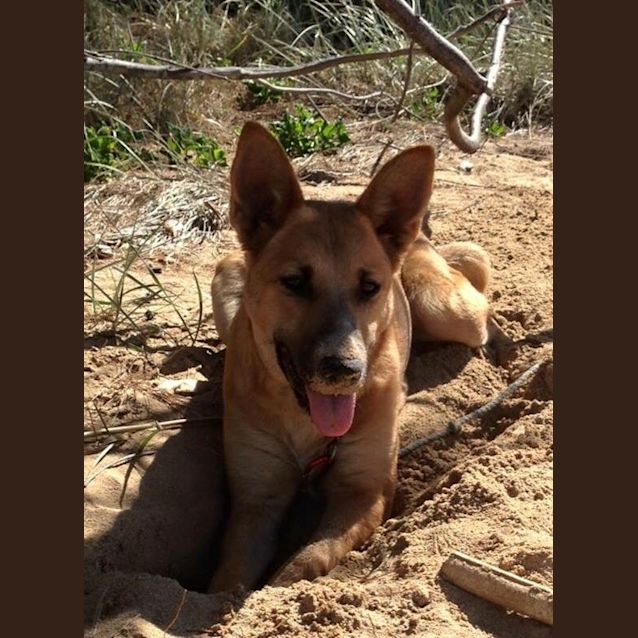 Photo of Koda (At Rspca Big Adopt Day Sept 19 Brisbane)