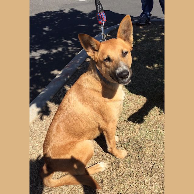 Photo of Koda (At Rspca Big Adopt Day Sept 19 Brisbane)